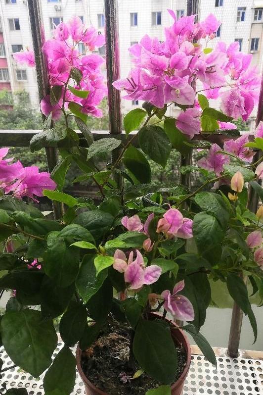 小巷深處的獨(dú)特花語(yǔ)，最新殘花之美