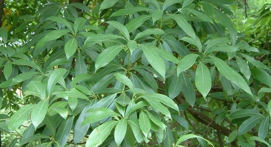 南山楠最新，自然美景的輕松探索之旅
