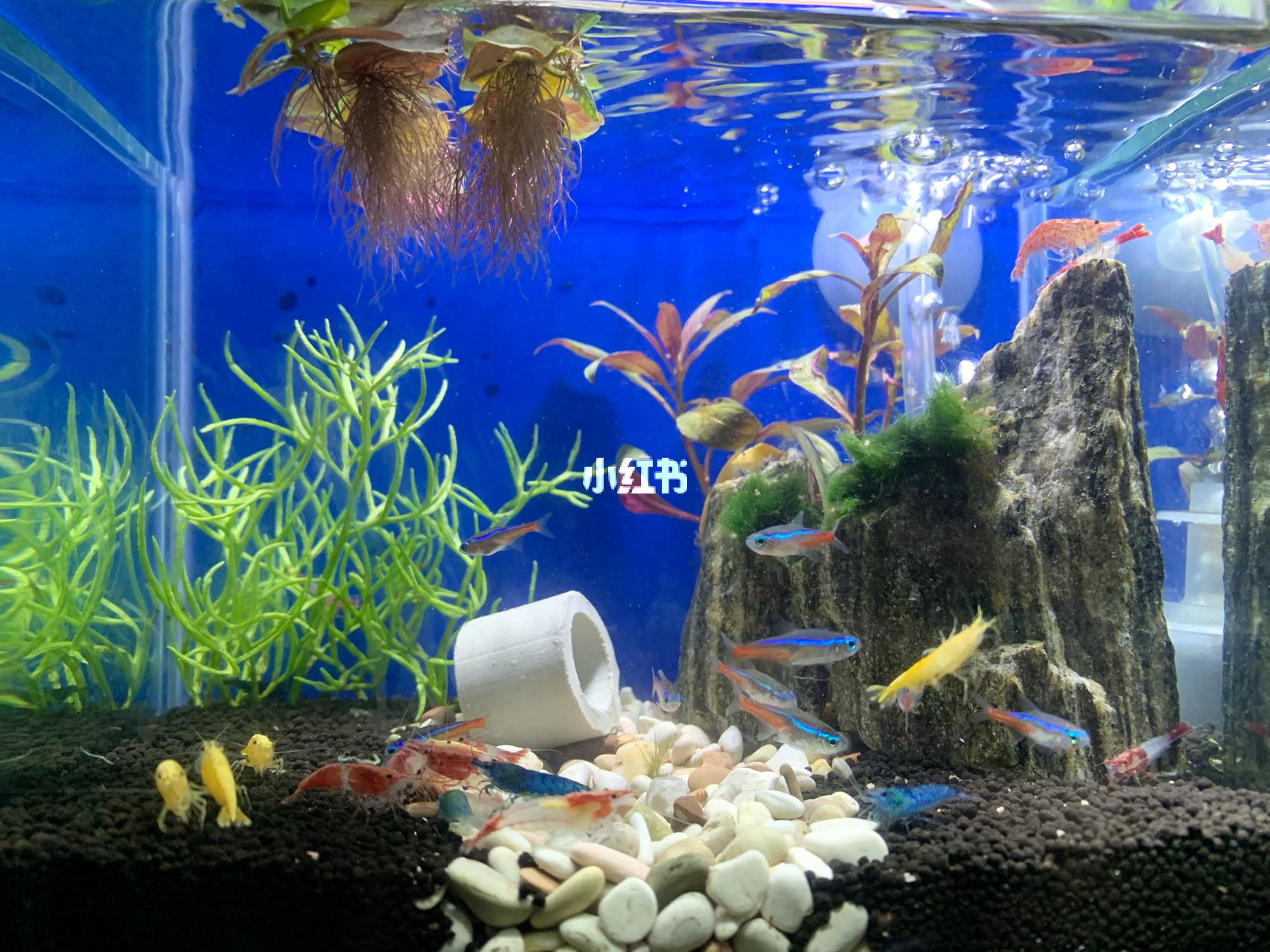 最新魚缸圖片，水族美學(xué)的時(shí)代變遷欣賞