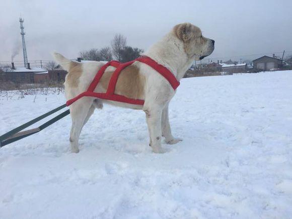 中亞犬，小巷深處的神秘秘境探索