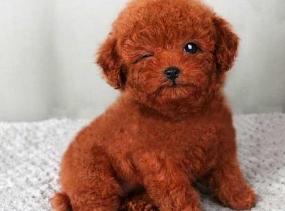 最新小鹿犬，趣事不斷，傳遞溫馨友誼與愛的小使者