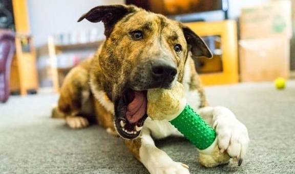 犬類智慧與人類勵(lì)志，最新狗狗新聞聚焦