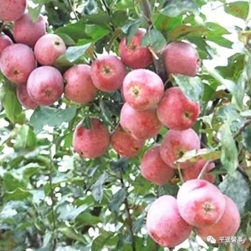 西太后愛心包最新系列，時(shí)尚與慈善的完美結(jié)合，展現(xiàn)獨(dú)特魅力風(fēng)采