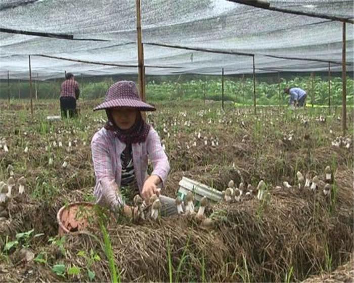 食用菌最新讀音及其背景、發(fā)展與地位概述