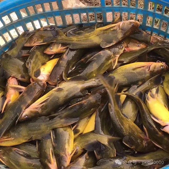 黃顙魚(yú)最新報(bào)價(jià)大全，專(zhuān)業(yè)指南與實(shí)時(shí)更新